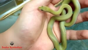 pure zambian green african house snake