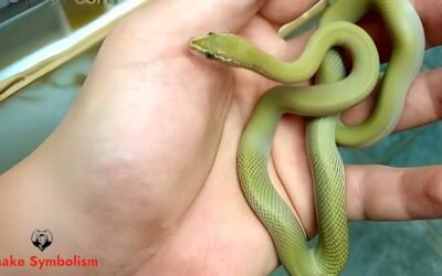 pure zambian green african house snake