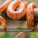 snake symbolization